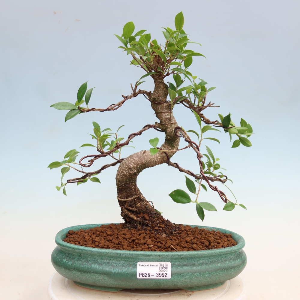 Camera bonsai - Ficus kimmen - ficus a foglie piccole