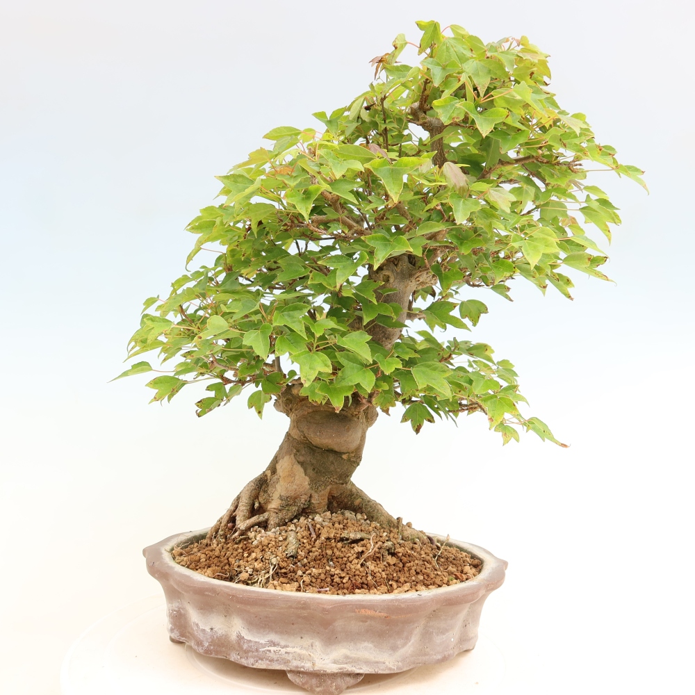 Bonsai da esterno - Acero Burger - Acer Burgerianum