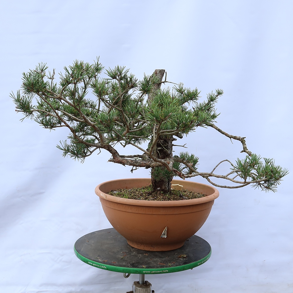 Pinus sylvestris Spagna - pino silvestre