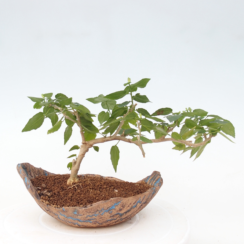 Bonsai da interno - Malvaviscus arboreus