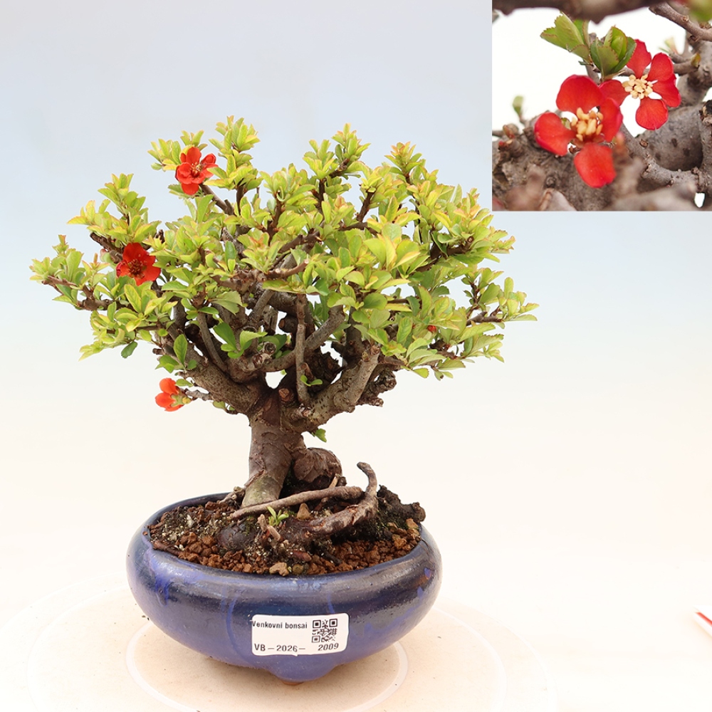 Bonsai da esterno - Chaneomeles speciosa Chojubai