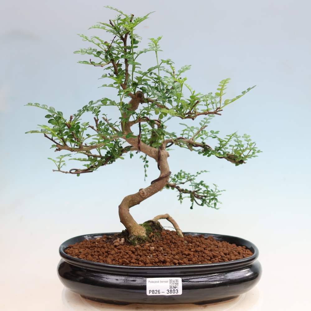 Camera bonsai - Zantoxylum piperitum - albero del pepe
