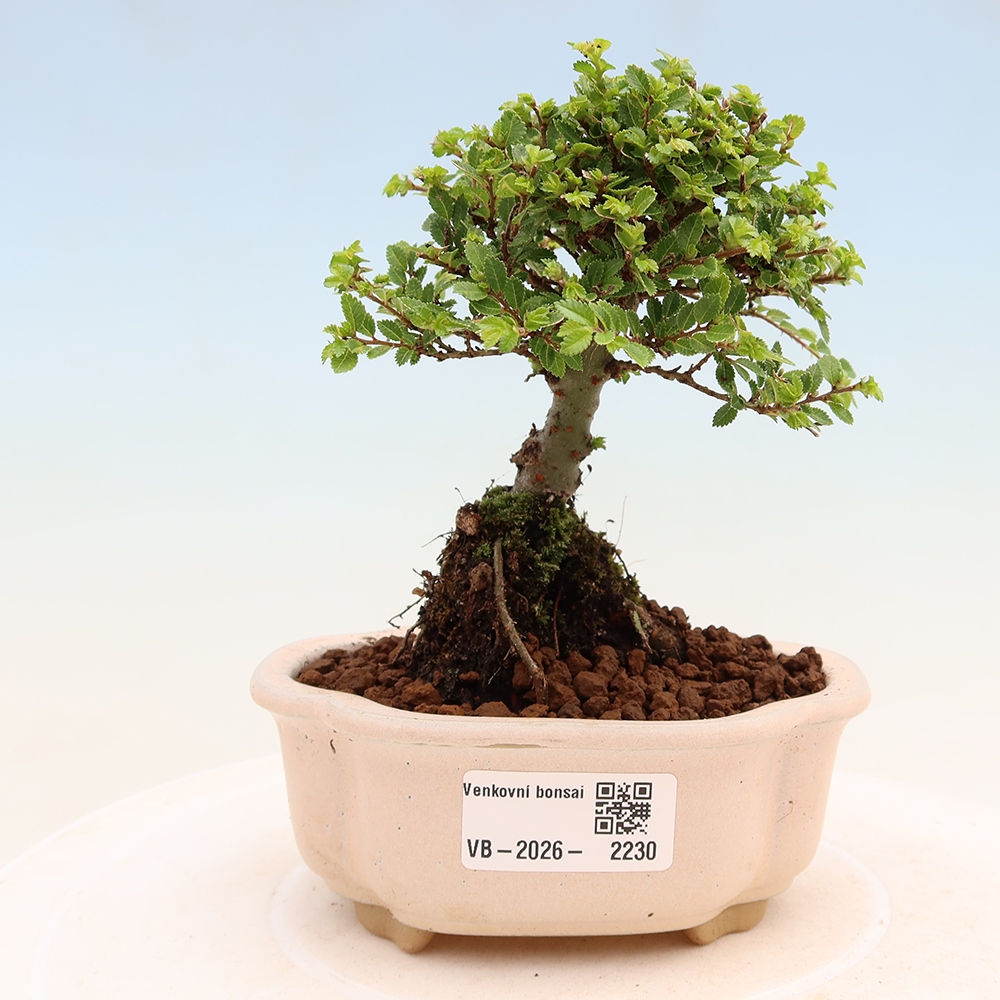 Bonsai da esterno - Ulmus parvifolia Sagei - Olmo a foglie piccole