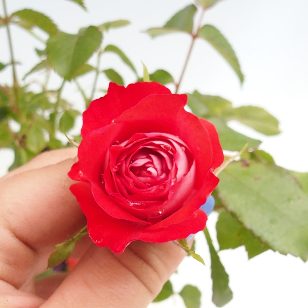 Bonsai da esterno - Rosa Kordes - rosa