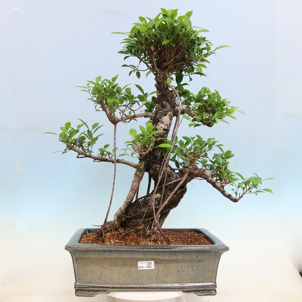 Camera bonsai - Ficus kimmen - ficus a foglie piccole