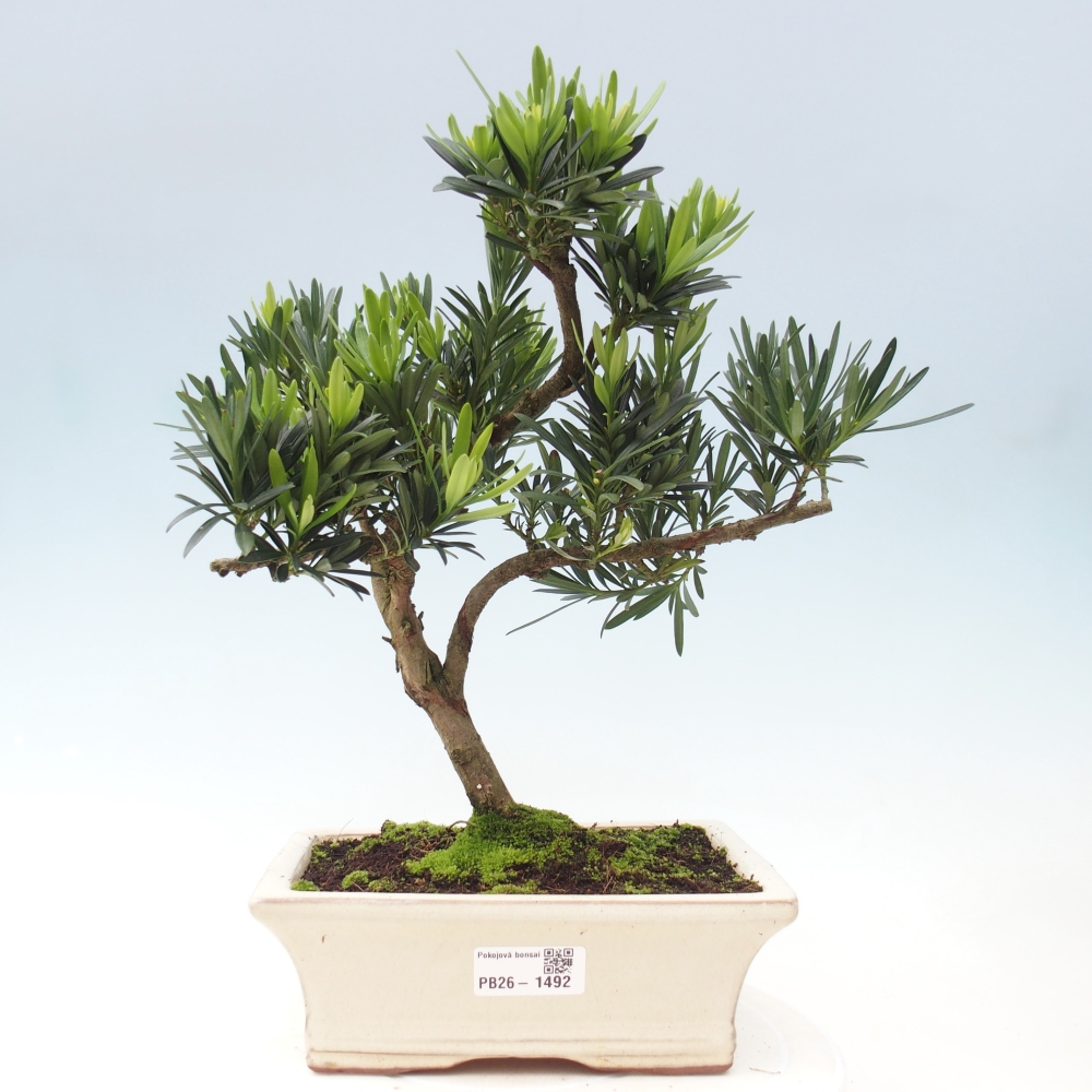 Camera bonsai - Podocarpus - Tasso delle pietre