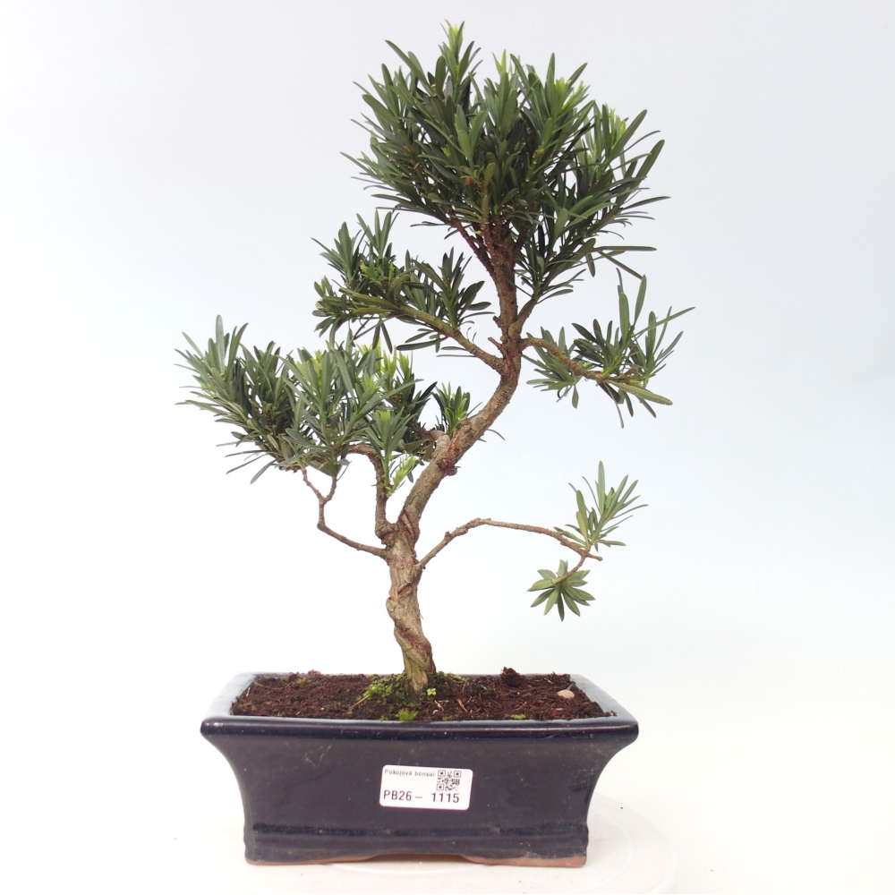 Camera bonsai - Podocarpus - Tasso delle pietre