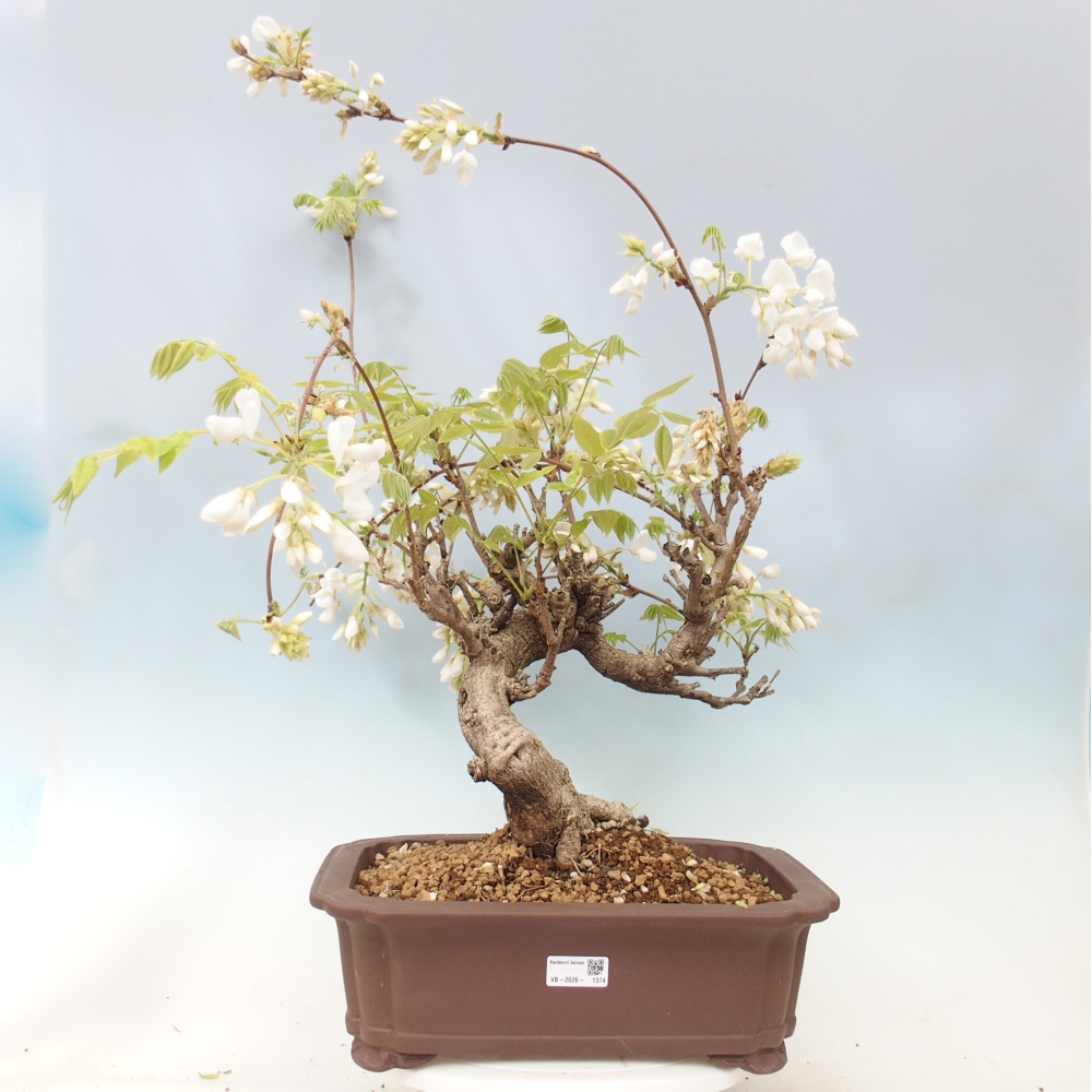 Bonsai da esterno - Vistaria - Glicine