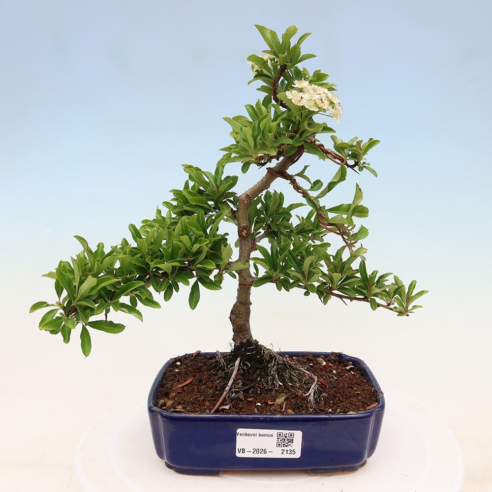 Bonsai da esterno - Pyracantha teton - Pyracantha scarlatta
