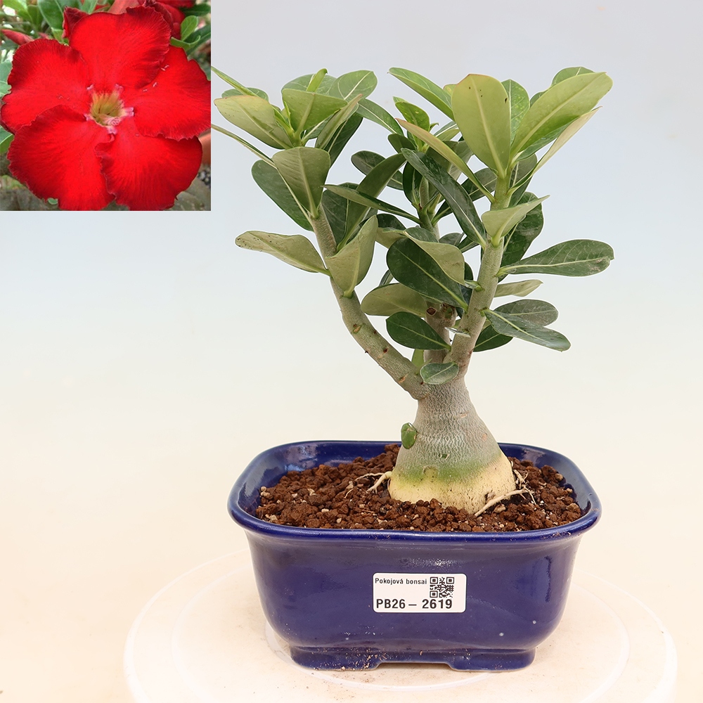 Bonsai da interno - Adenium obesum Red Star - Rosa del deserto