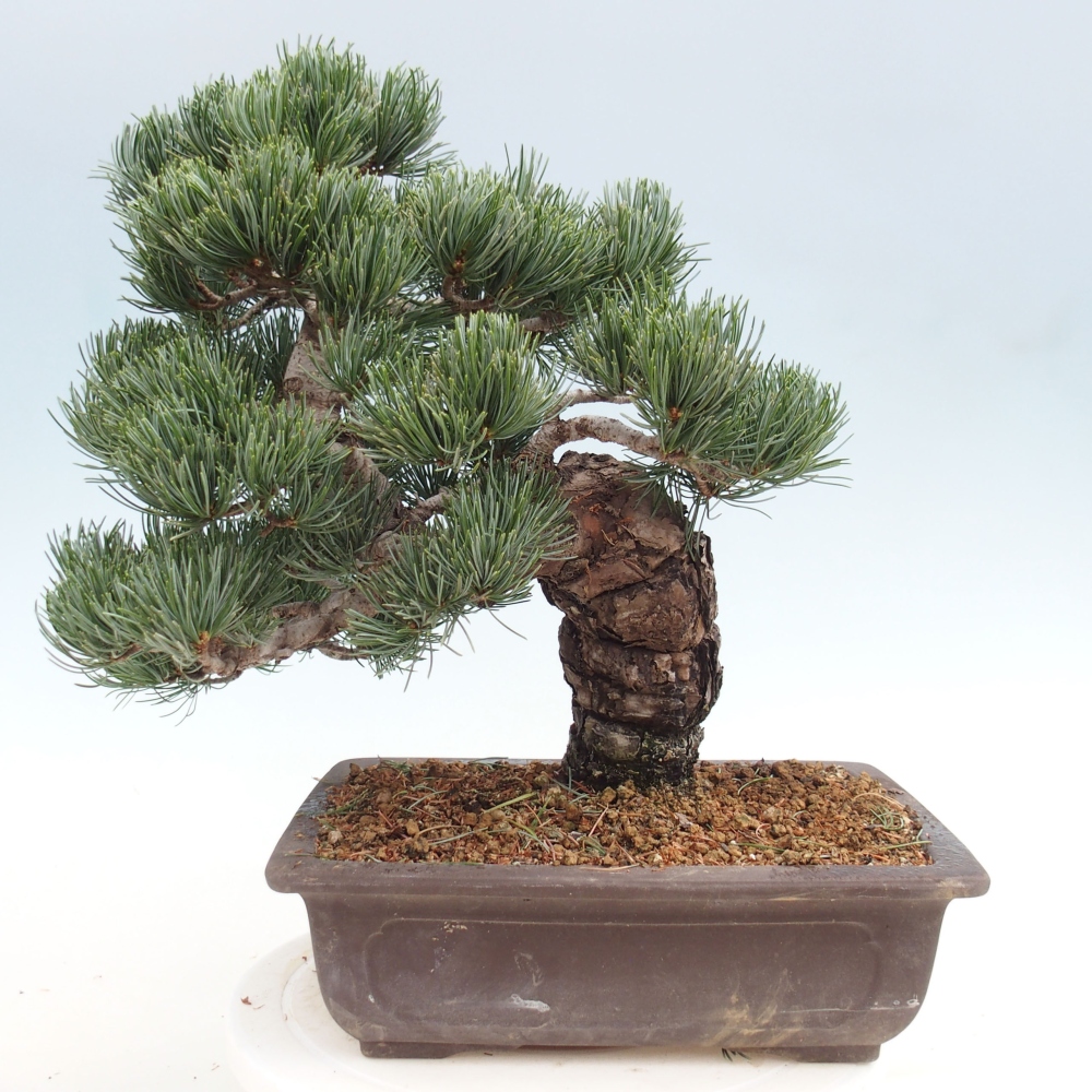 Bonsai da esterno - Pinus parviflora - Pinus parviflora