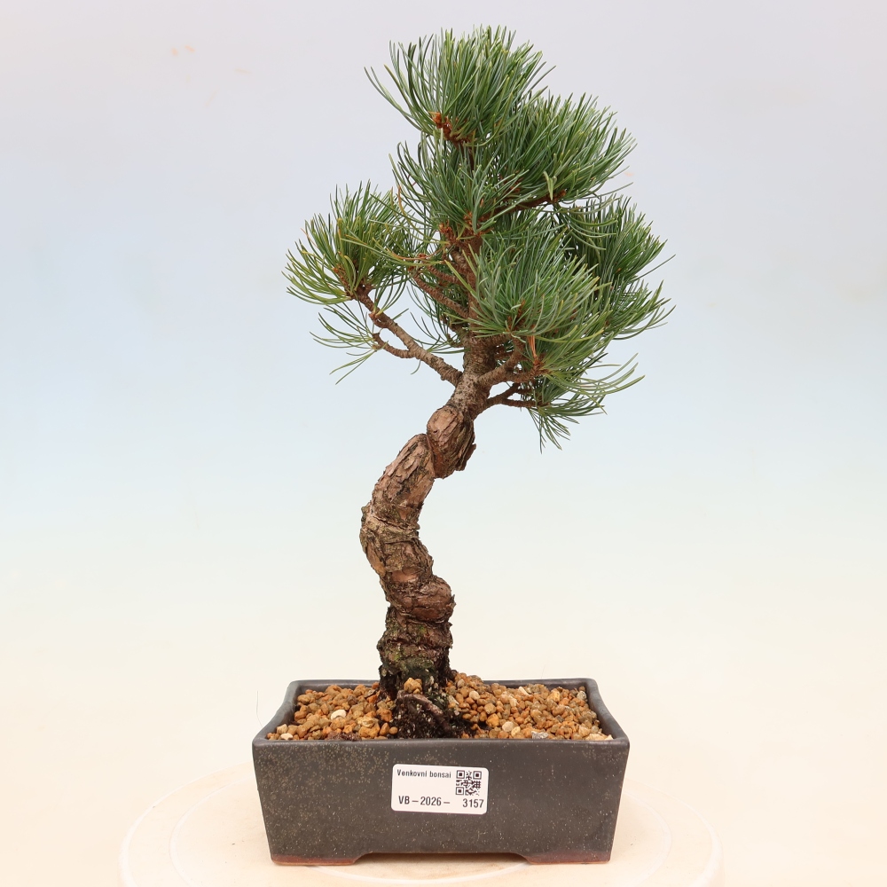 Bonsai da esterno - Pinus parviflora - Pinus parviflora