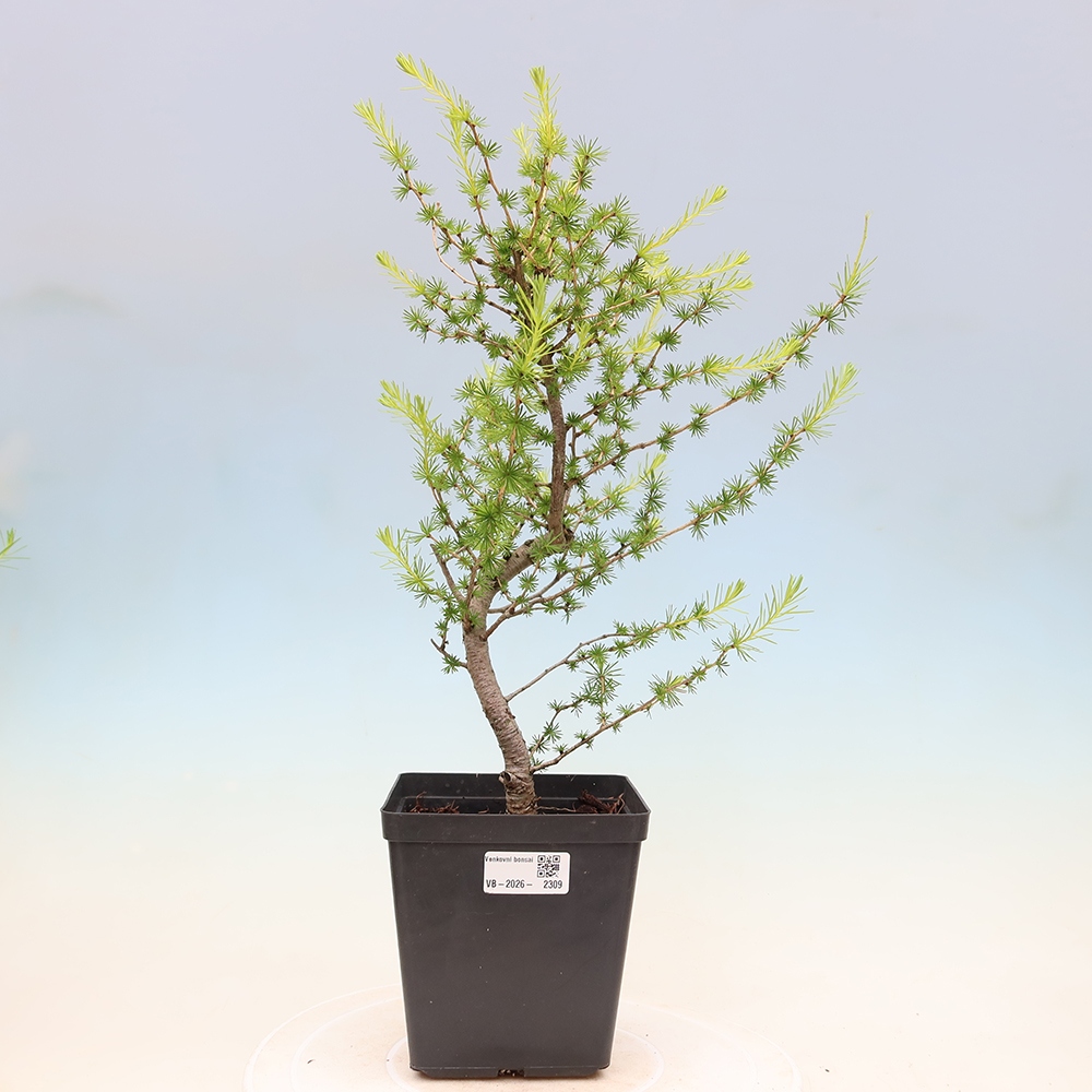 Bonsai da esterno -Larix decidua - Larice