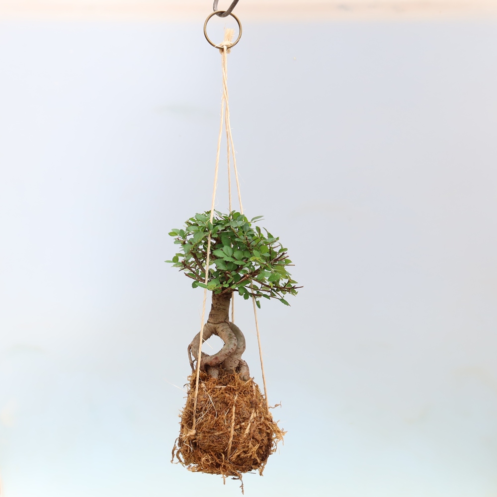 Kokedama in ceramica -Ulmus parvifolia- olmo a foglie piccole