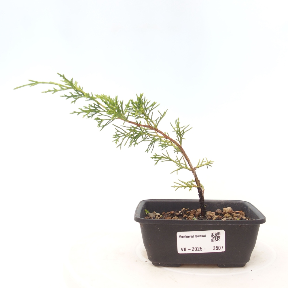 Bonsai da esterno - Juniperus chinensis Itoigawa