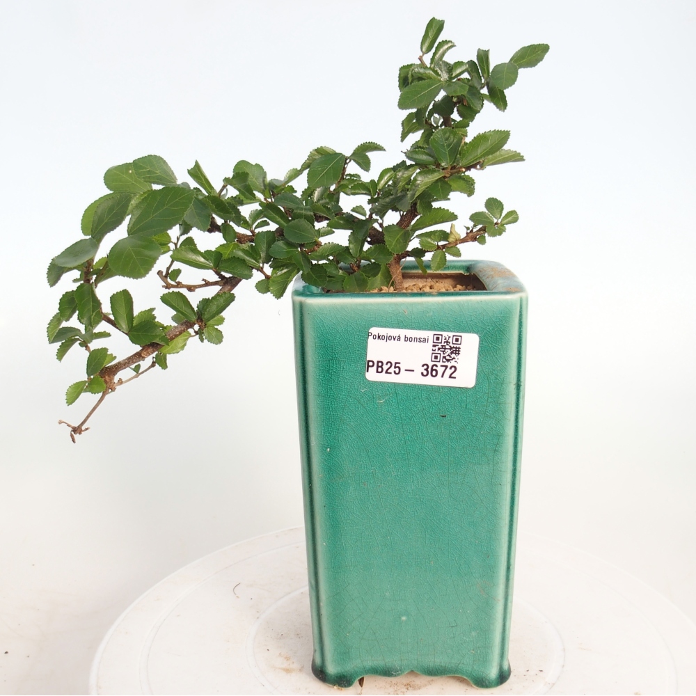 Bonsai da interno - Grewia occidentalis - Stella marina della lavanda