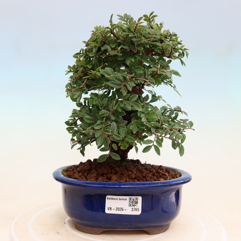 Bonsai da esterno - Zelkova - Zelkova NIRE
