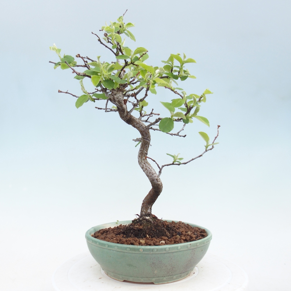 Bonsai da esterno - Chaneomeles chinensis