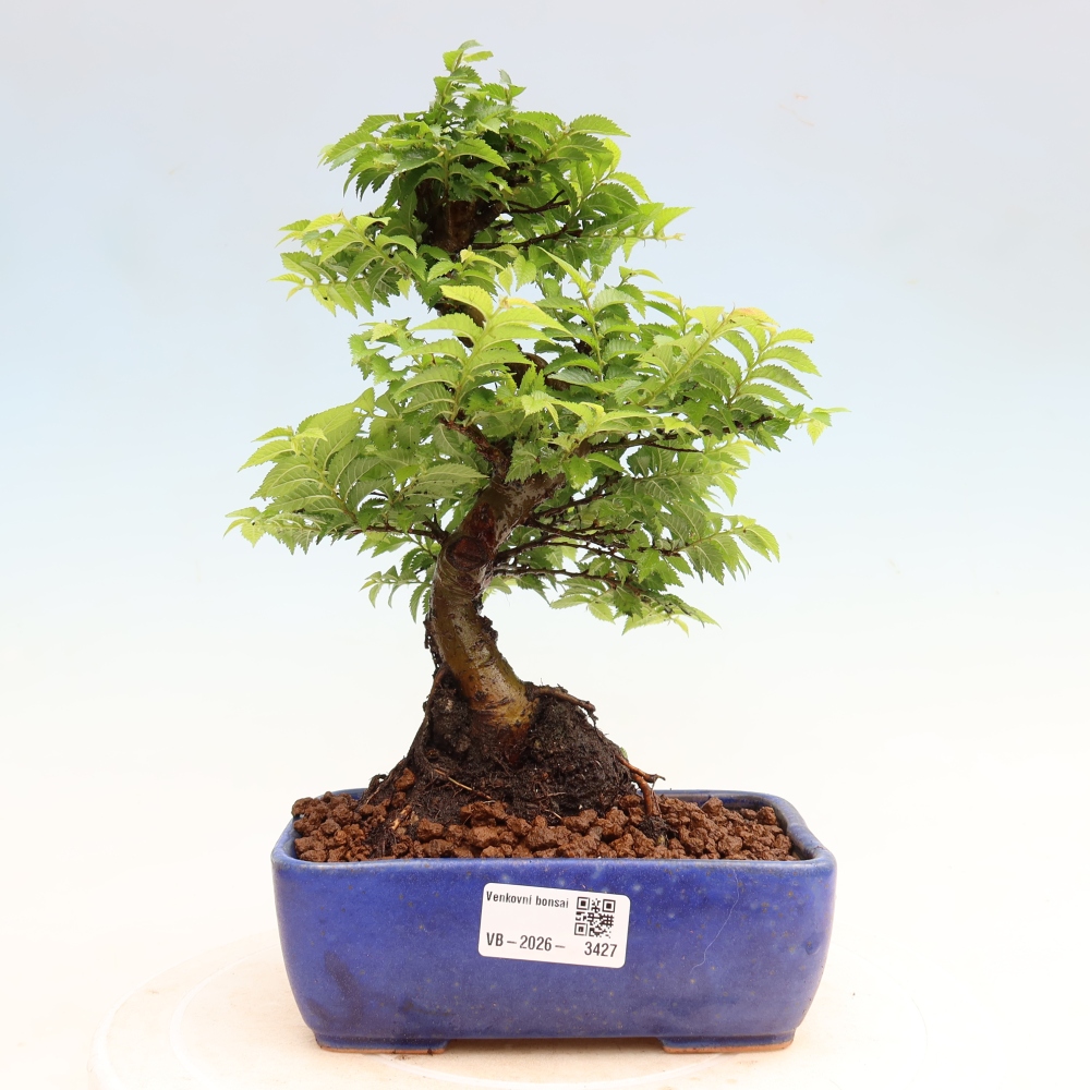 Bonsai da esterno - Ulmus Jacqueline Hillier - Olmo magnifico