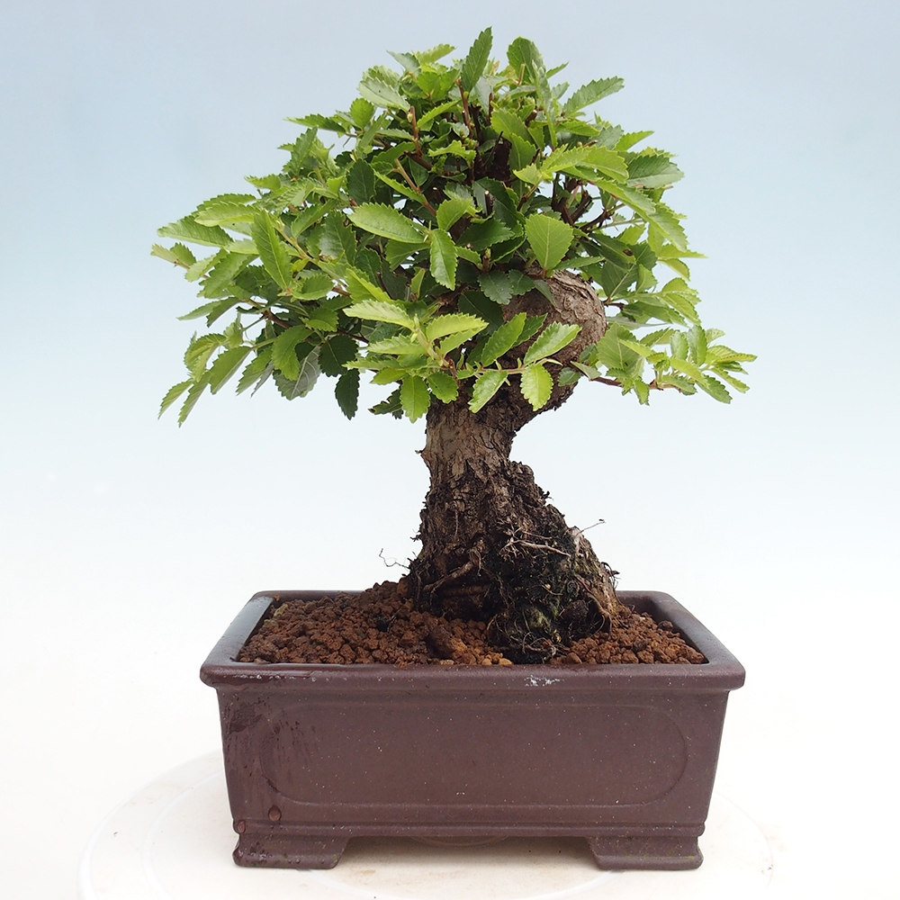 Bonsai da esterno - Zelkova - Zelkova NIRE
