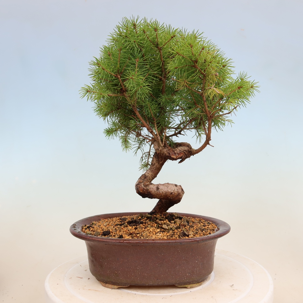 Bonsai da esterno - Abete rosso - Picea glauca globo