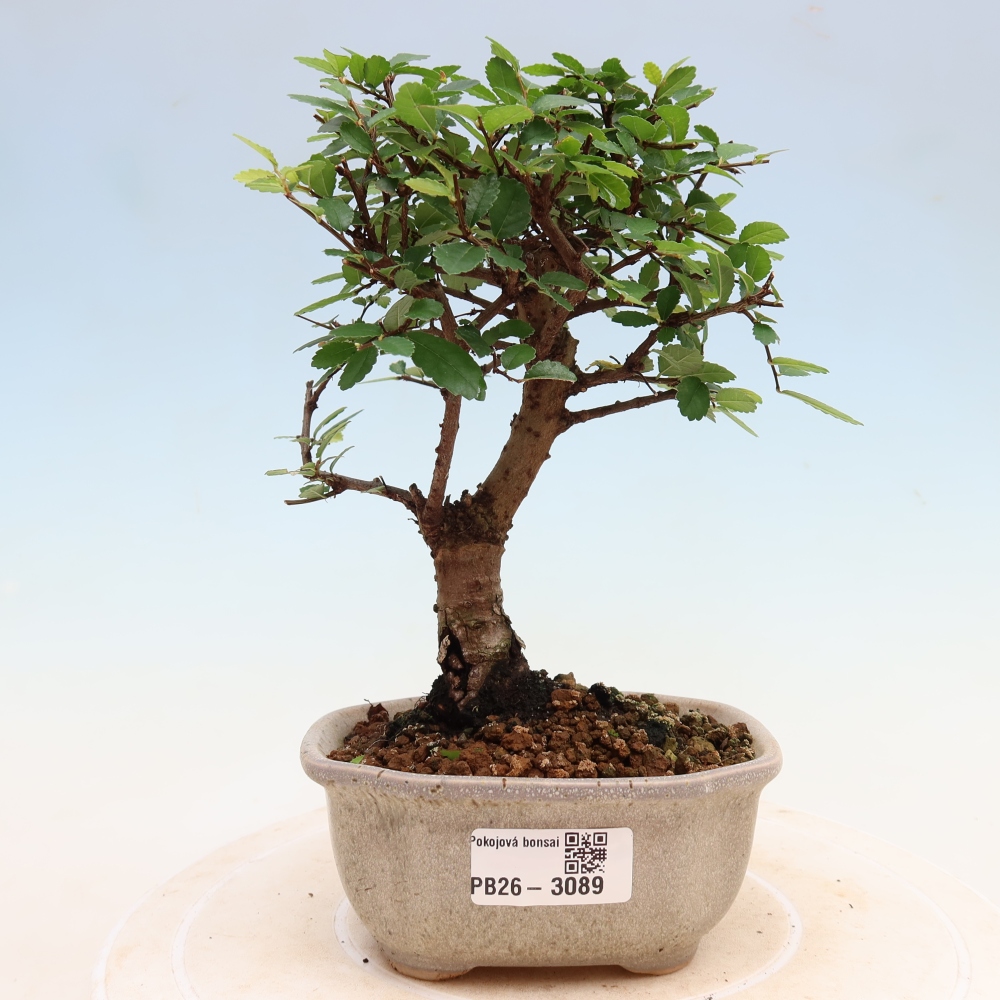 Camera bonsai - Ulmus parvifolia - Olmo a foglie piccole