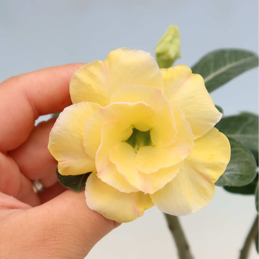 Bonsai da interno - Adenium obesum innestato Alonza  - Rosa del deserto