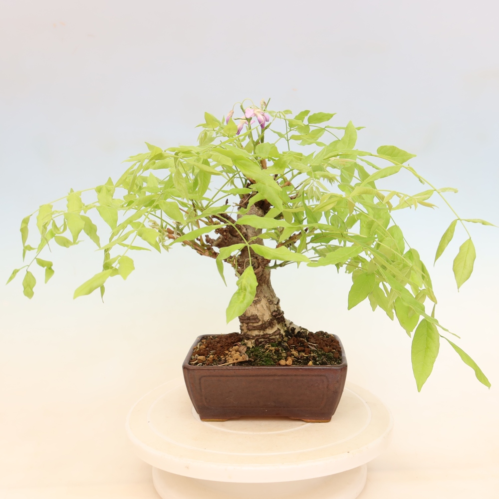 Bonsai da esterno - Glicine floribunda