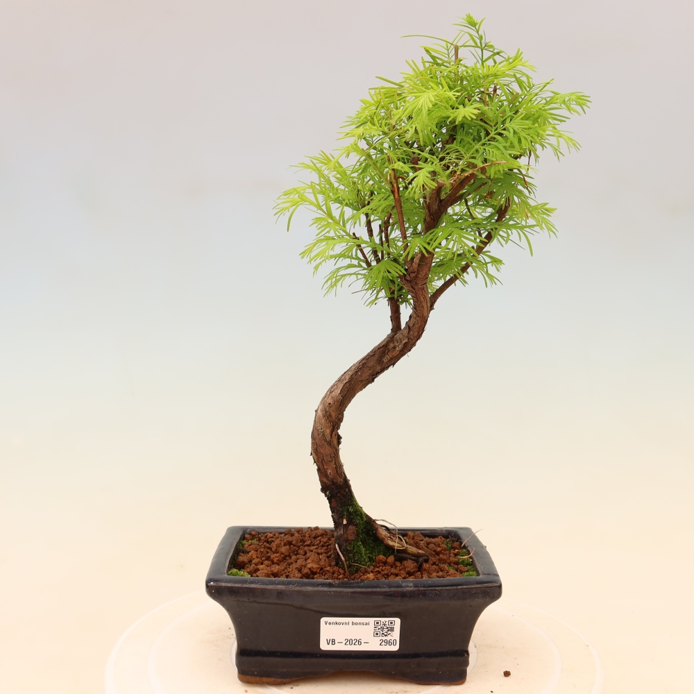 Bonsai da esterno - Metasequoia glyptostroboides - Metasequoia cinese