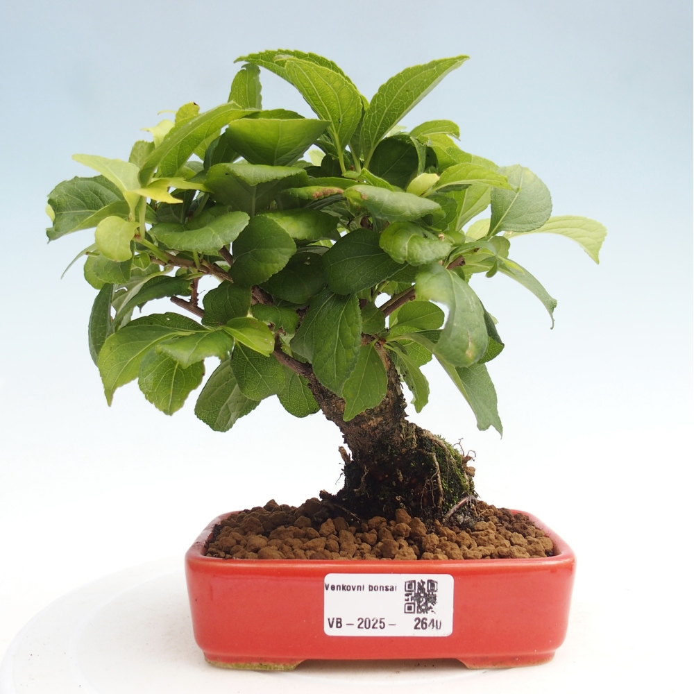 Bonsai da esterno - Celastrus orbiculatus