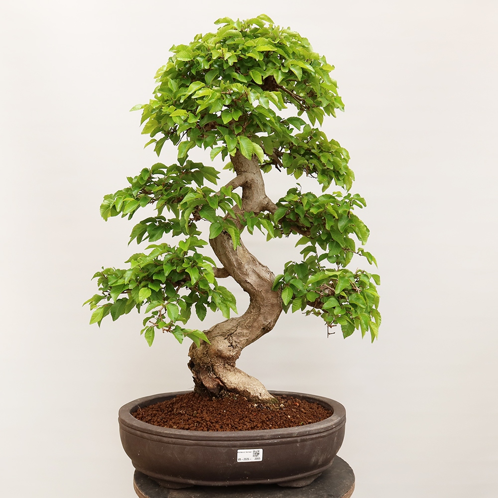 Bonsai da esterno -Carpinus Coreana - Carpino coreano