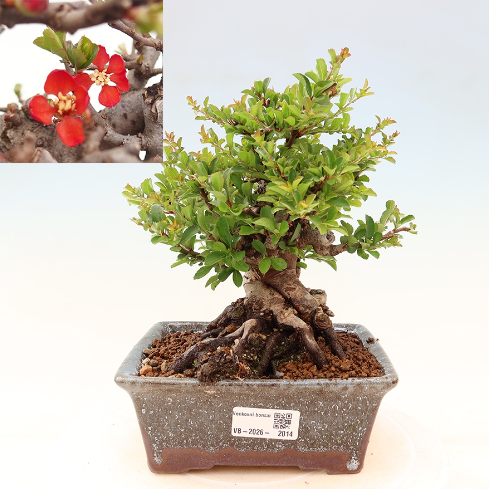 Bonsai da esterno - Chaneomeles speciosa Chojubai
