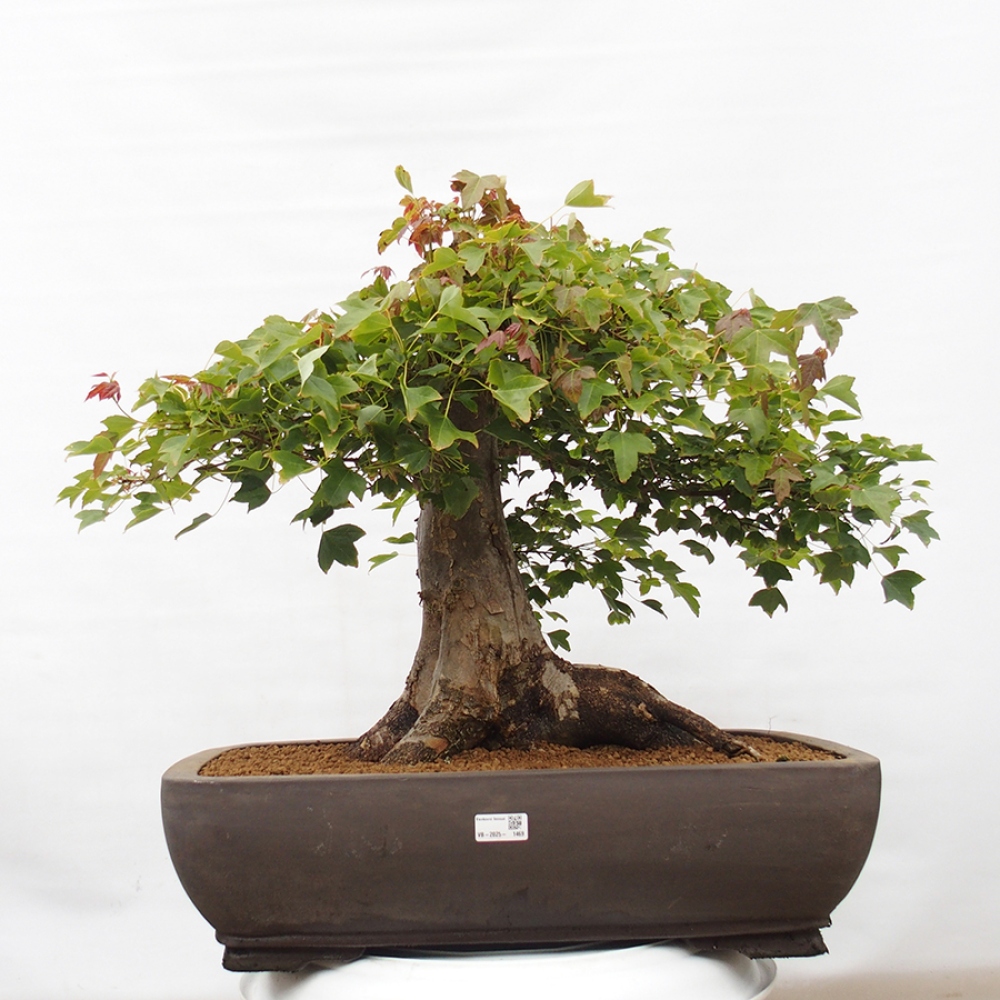 Bonsai da esterno - Acer Buergerianum - Acero di Burger