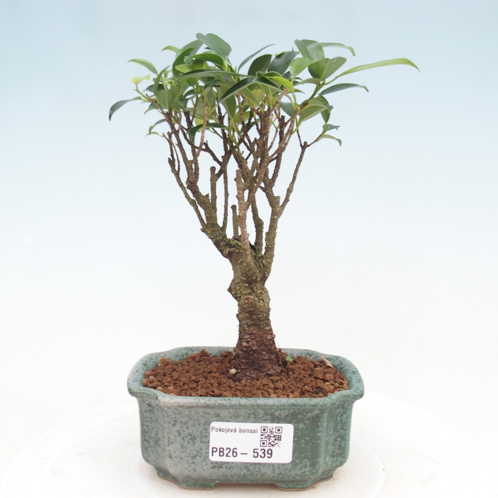 Camera bonsai Ficus retusa kimmen