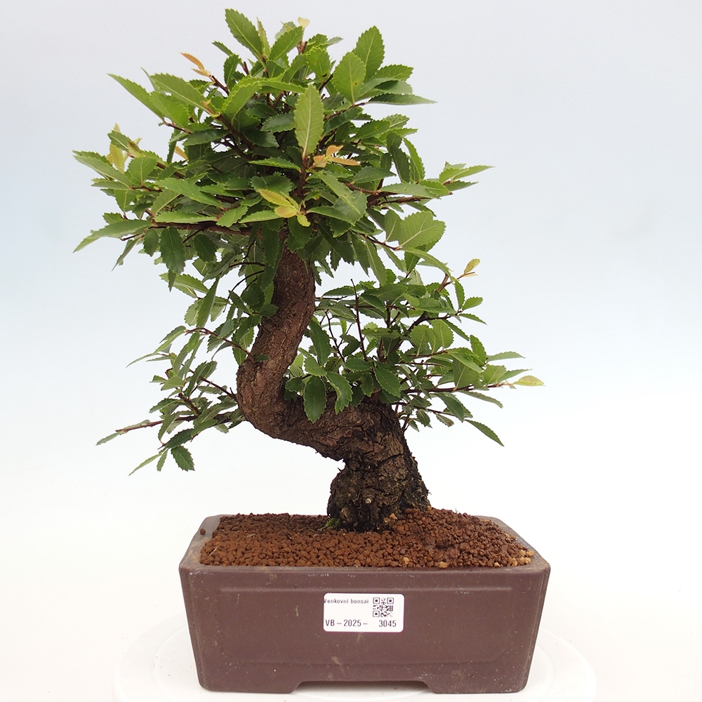 Bonsai da esterno - Zelkova - Zelkova NIRE
