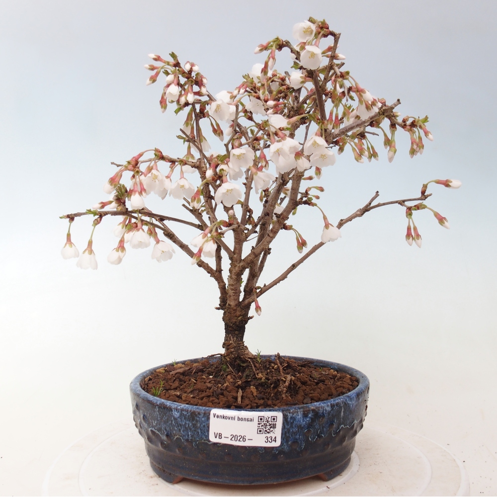 Bonsai da esterno - Prunus incisa Kojou-no mai-Plivon ritagliato