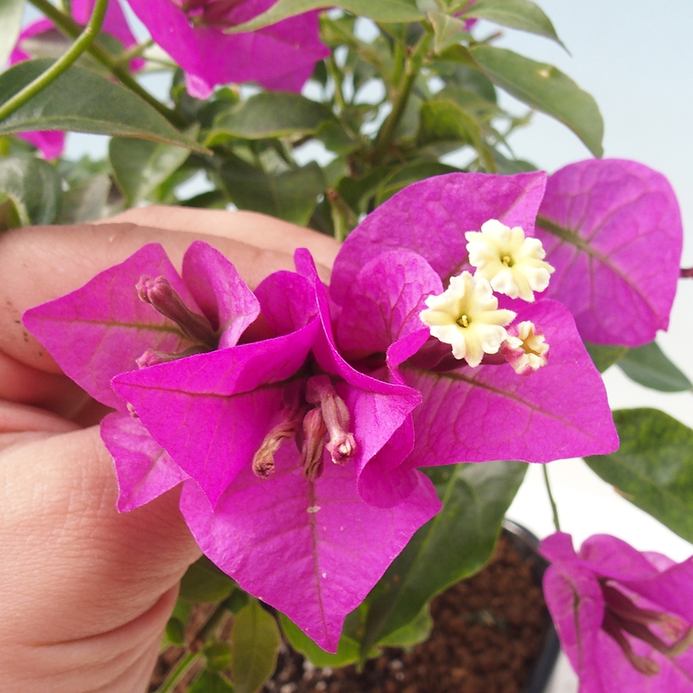 Camera bonsai - Bouganwilea