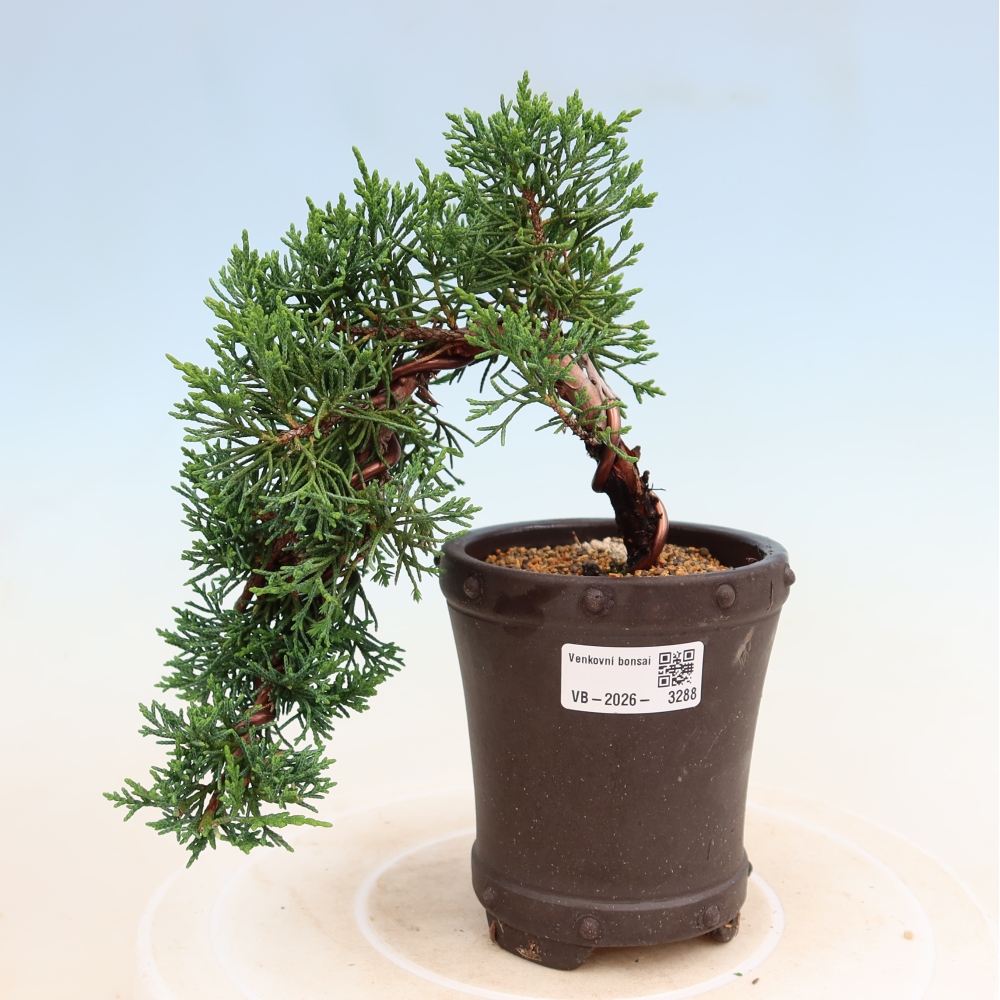 Bonsai da esterno - Juniperus chinensis Kishu