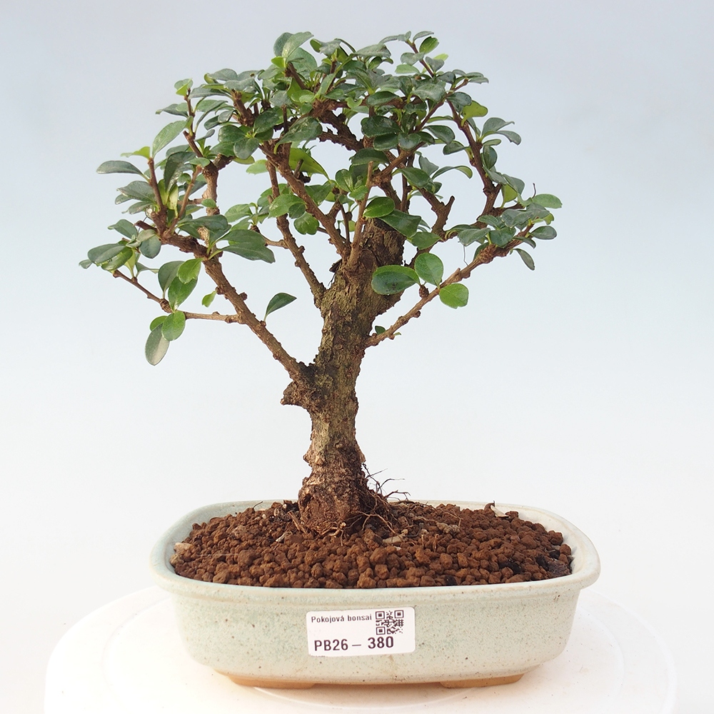 Camera bonsai - Carmona macrophylla - Tea fuki