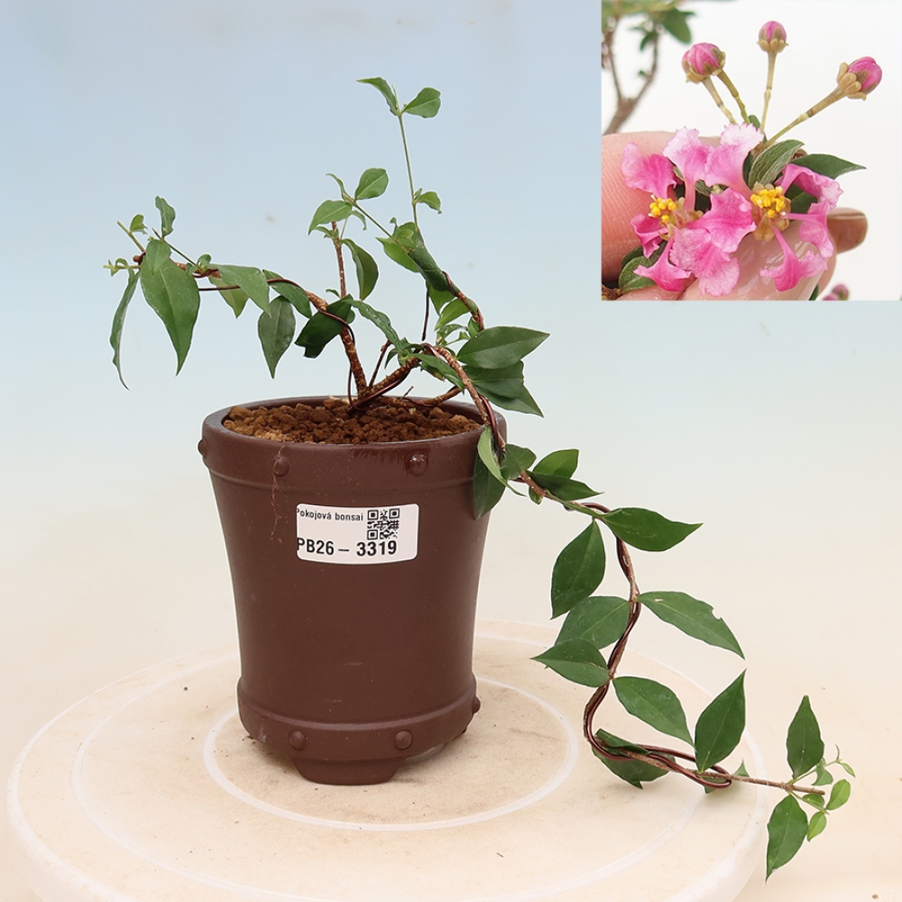 Bonsai da interno - Malpighia delle Barbados (ciliegio) - Malpighia glabra 