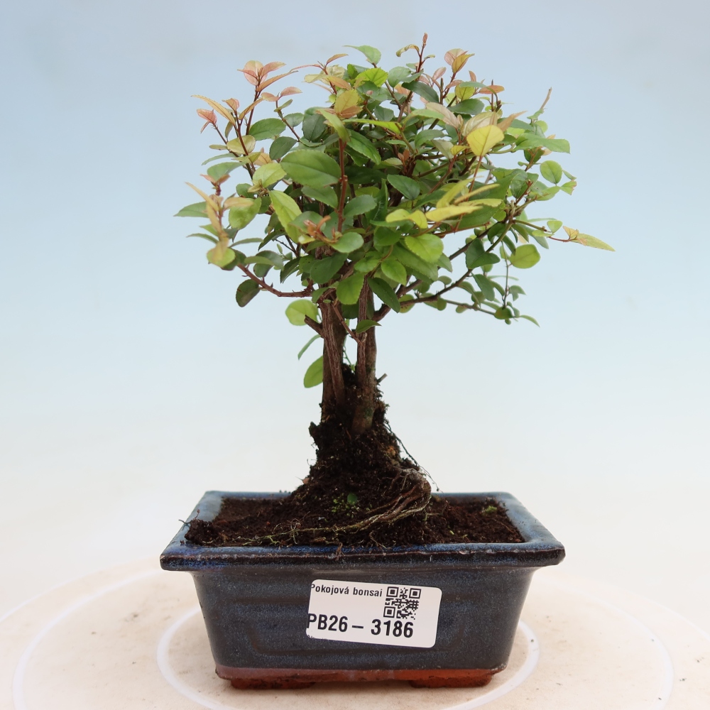 Camera bonsai - Sageretia thea - Sageretia thea