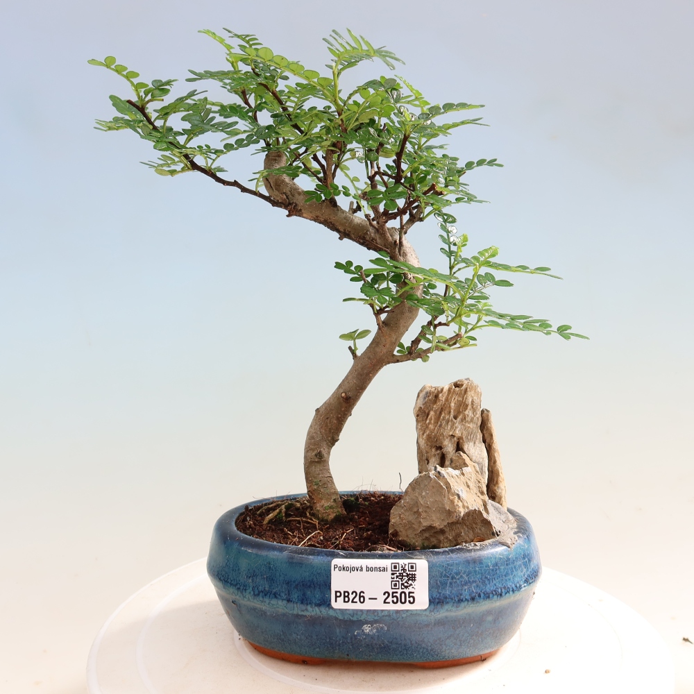 Camera bonsai - Zantoxylum piperitum - albero del pepe