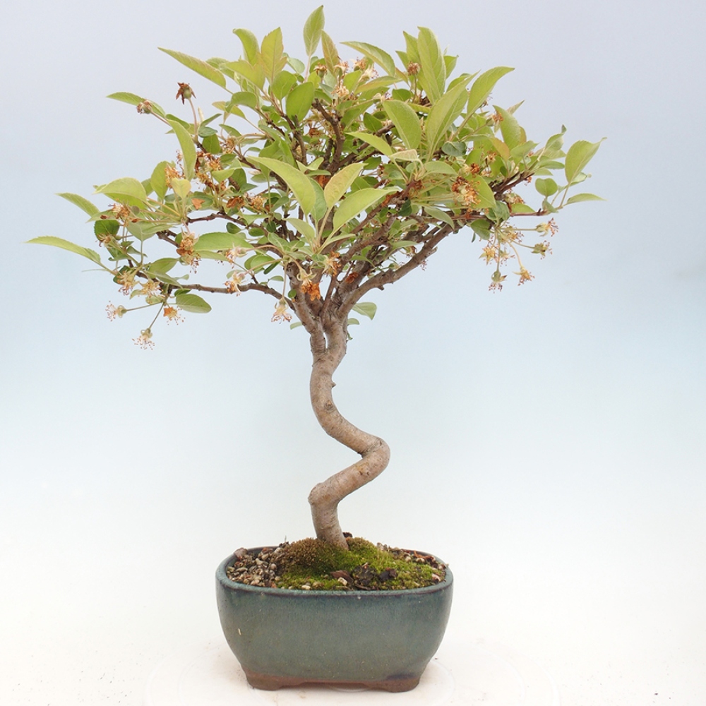Bonsai da esterno -Malus halliana - Melo a frutto piccolo