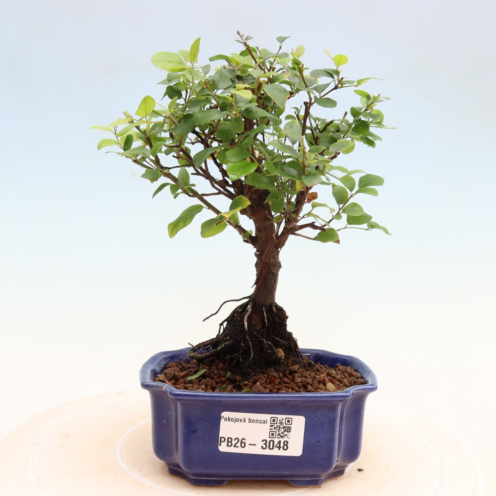 Camera bonsai - Sageretia thea - Sageretia thea