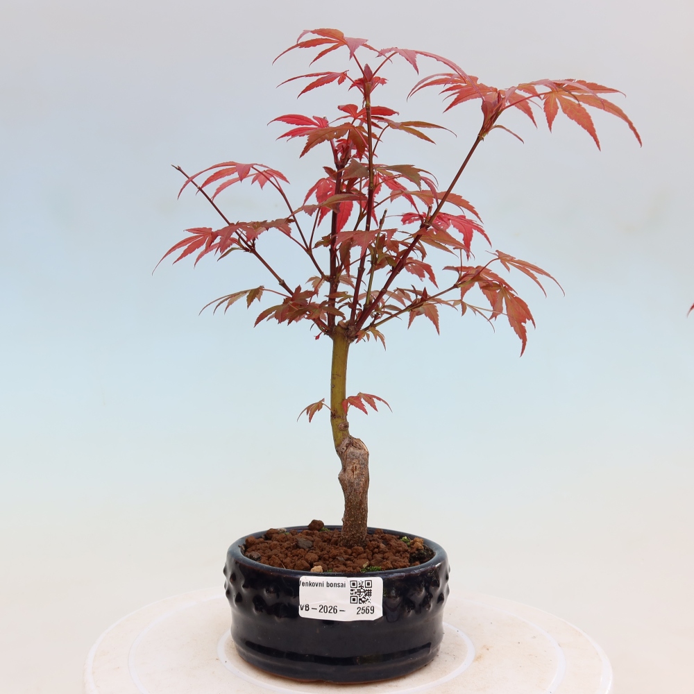 Bonsai da esterno - Palma Acer. Atropurpureum-Javor palmate