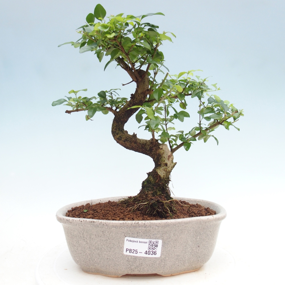 Camera bonsai -Ligustrum chinensis - Becco d'uccello