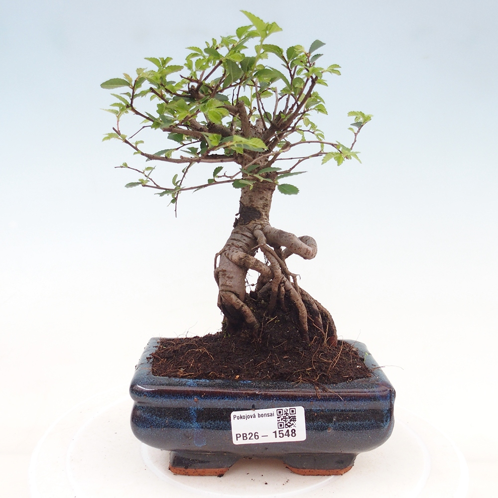 Camera bonsai - Ulmus parvifolia - Olmo a foglie piccole
