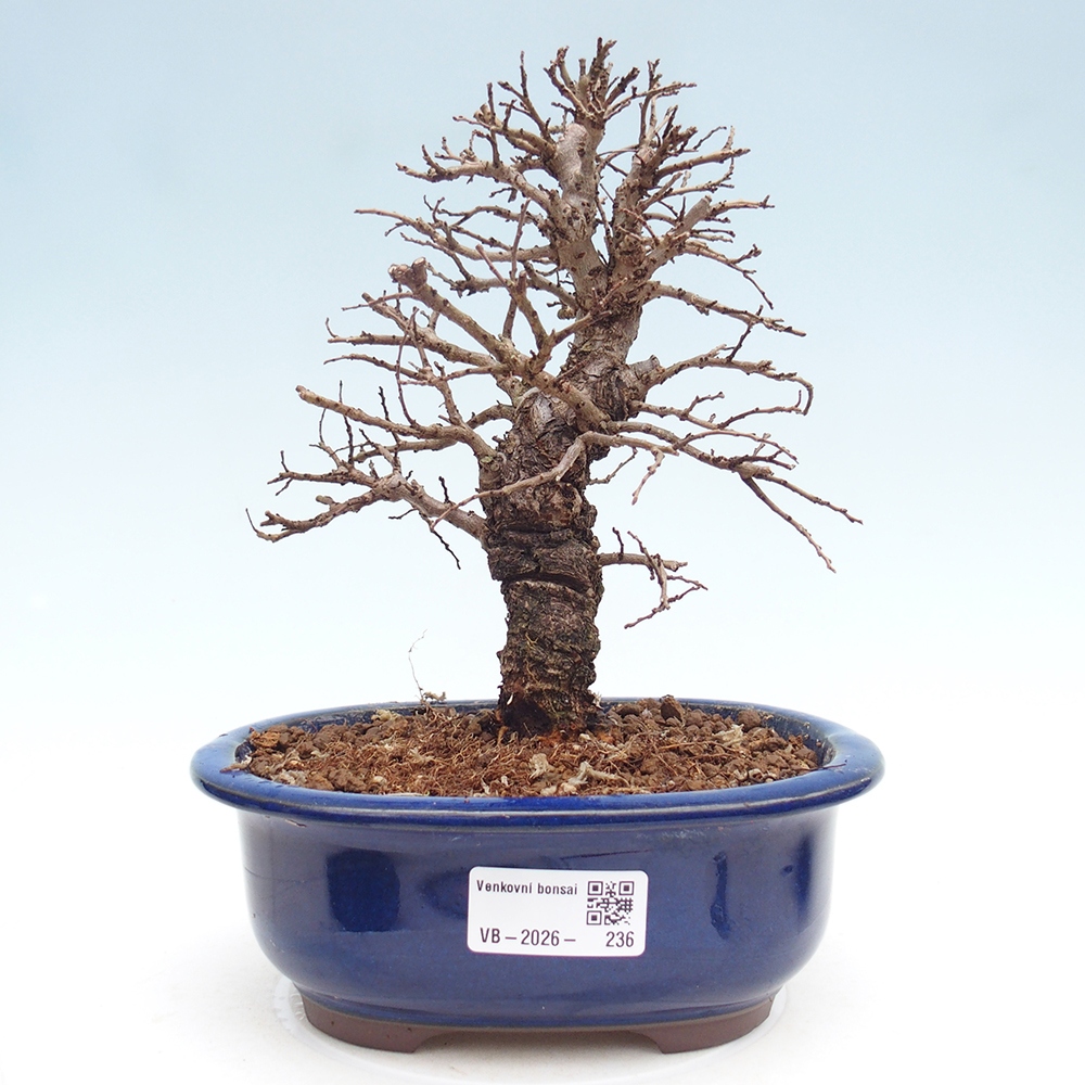 Bonsai da esterno - Zelkova - Zelkova NIRE