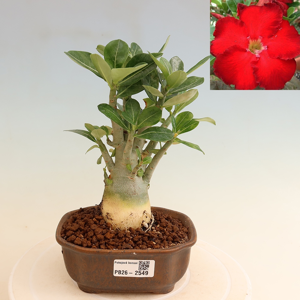 Bonsai da interno - Adenium obesum Red Star - Rosa del deserto