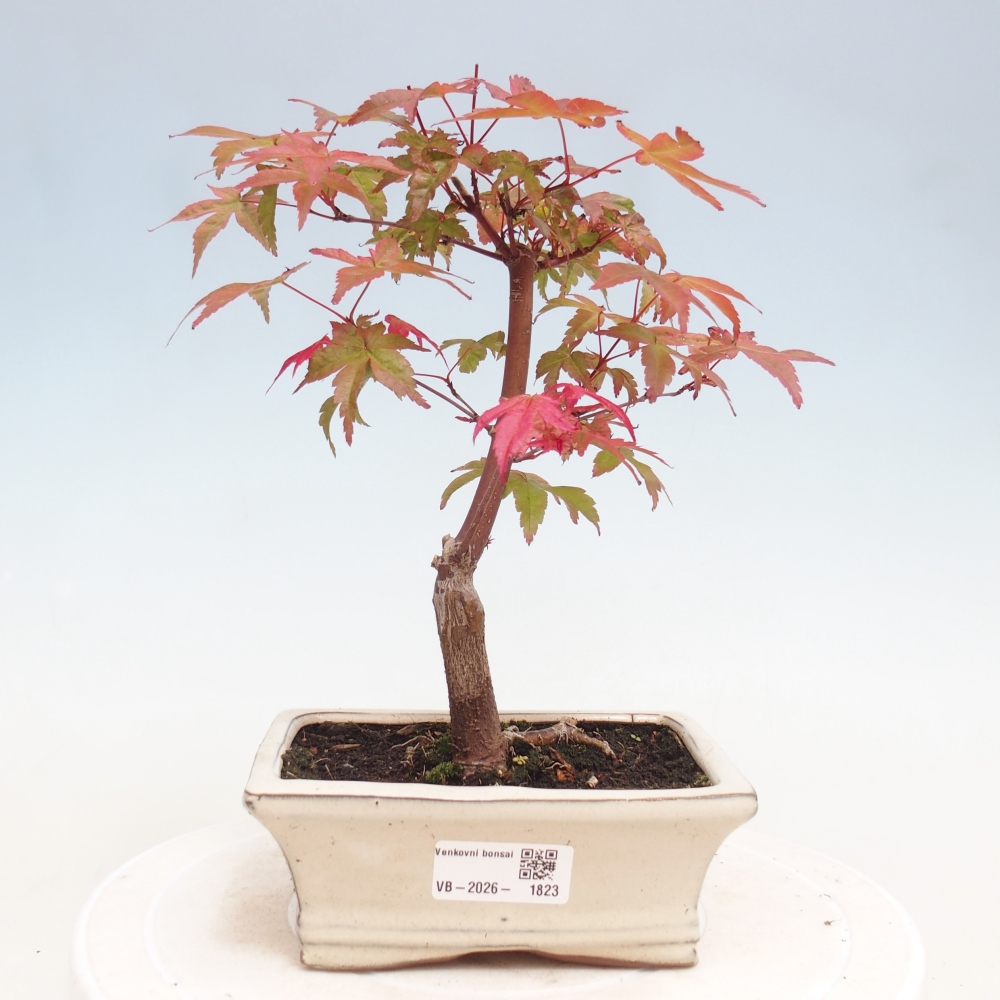 Bonsai da esterno - Acer palmatum DESHOJO